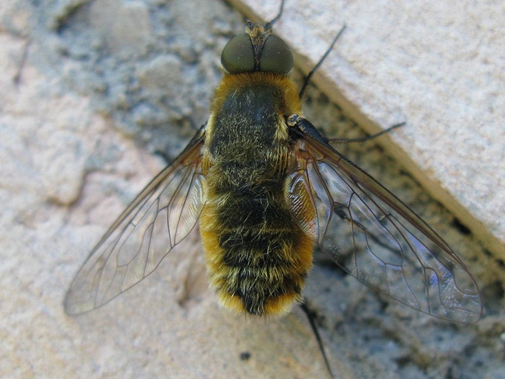 Bombyliidae: Villa sp.